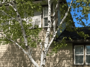 {{ custom_values.service_3 }} in {{custom_values.area_3})