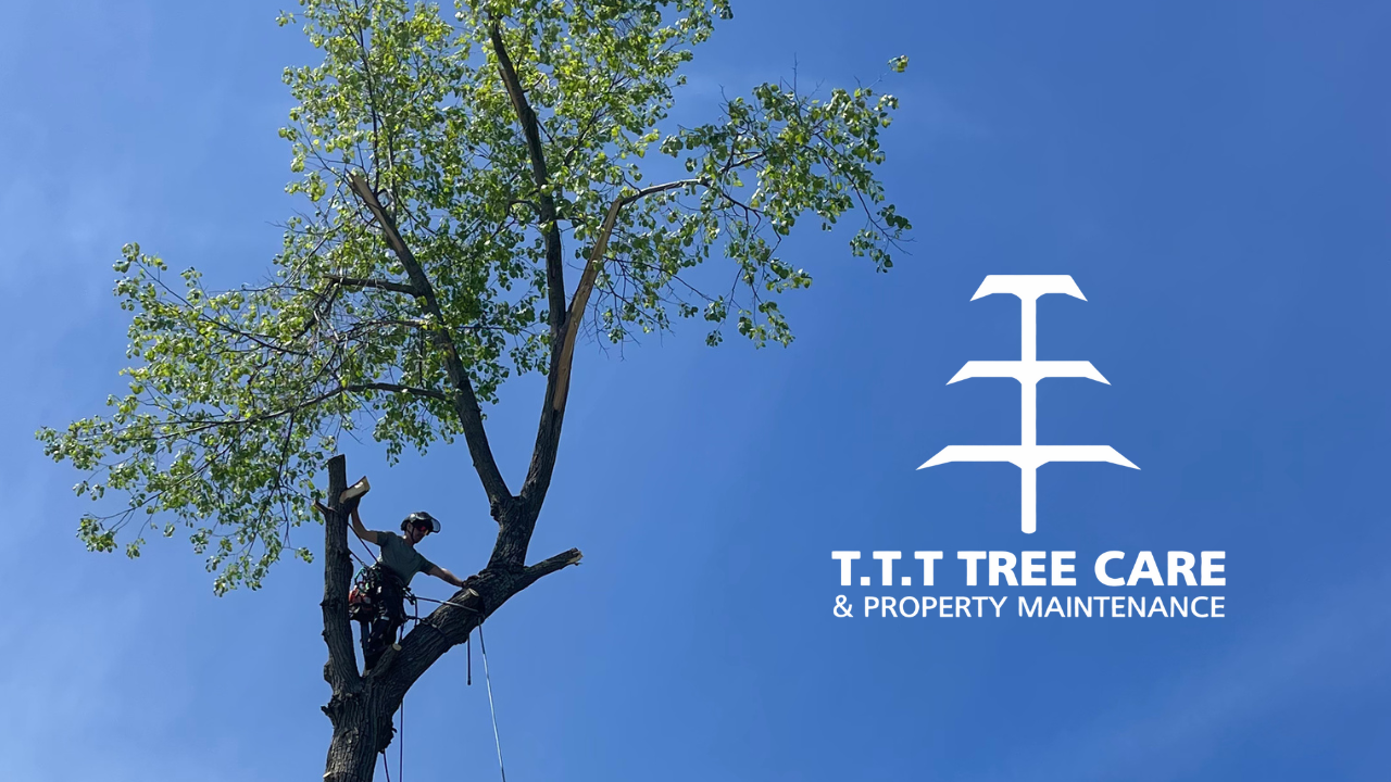Kawartha Lakes Tree Removal Services and Certified Arborist
