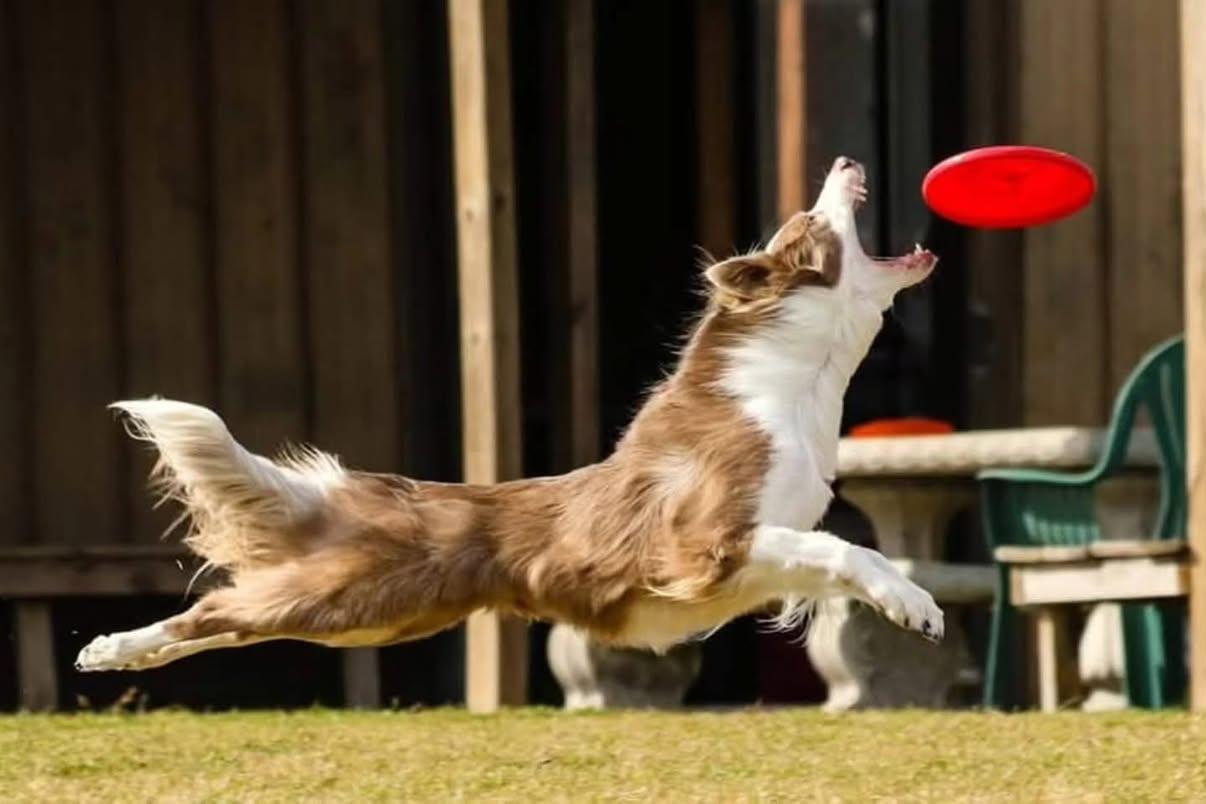 Dog leaping to catch a red flying disc