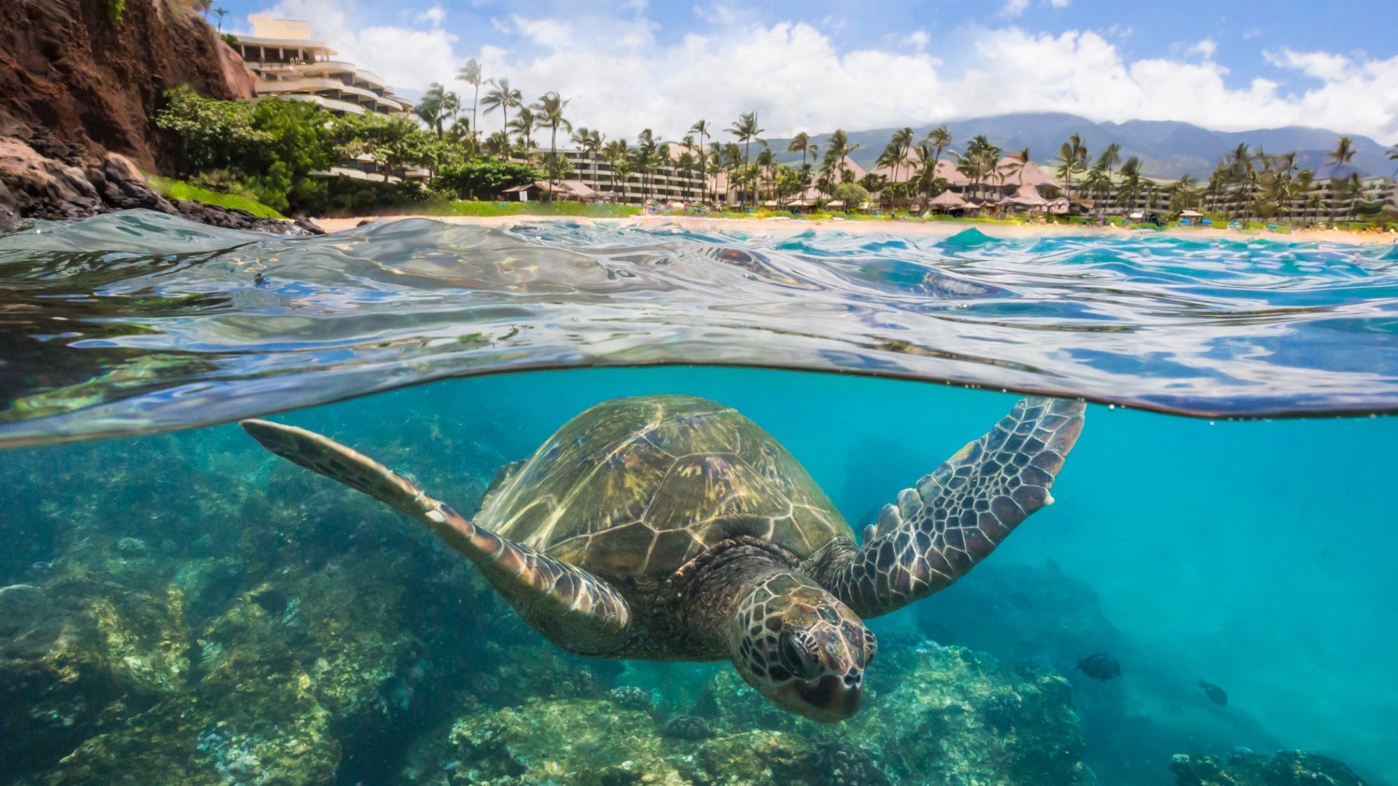 Sea turtle swimming in clear Maui water
