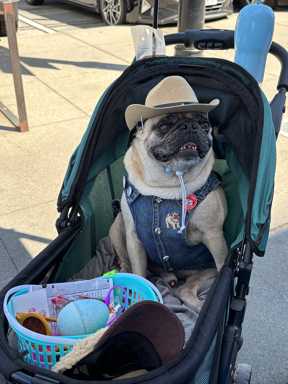 pug in stroller