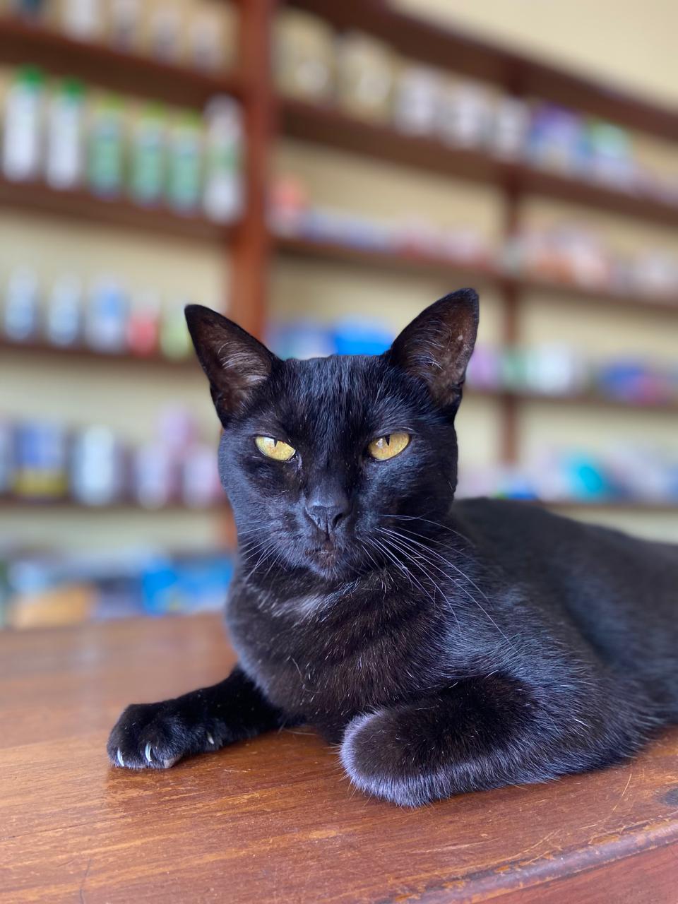 Cuidados especializados na Saúde Pet