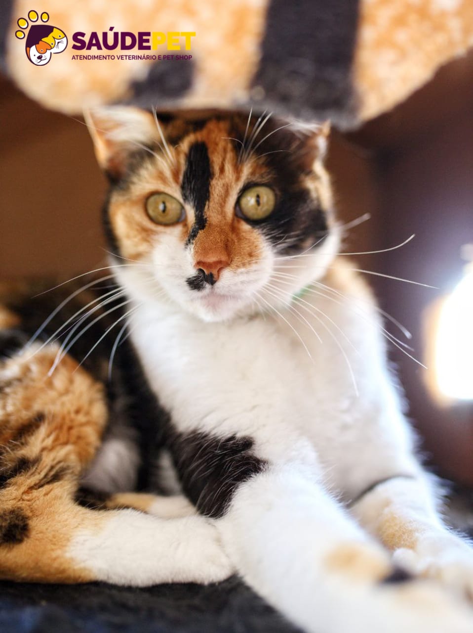 Estrutura veterinária da Saúde Pet