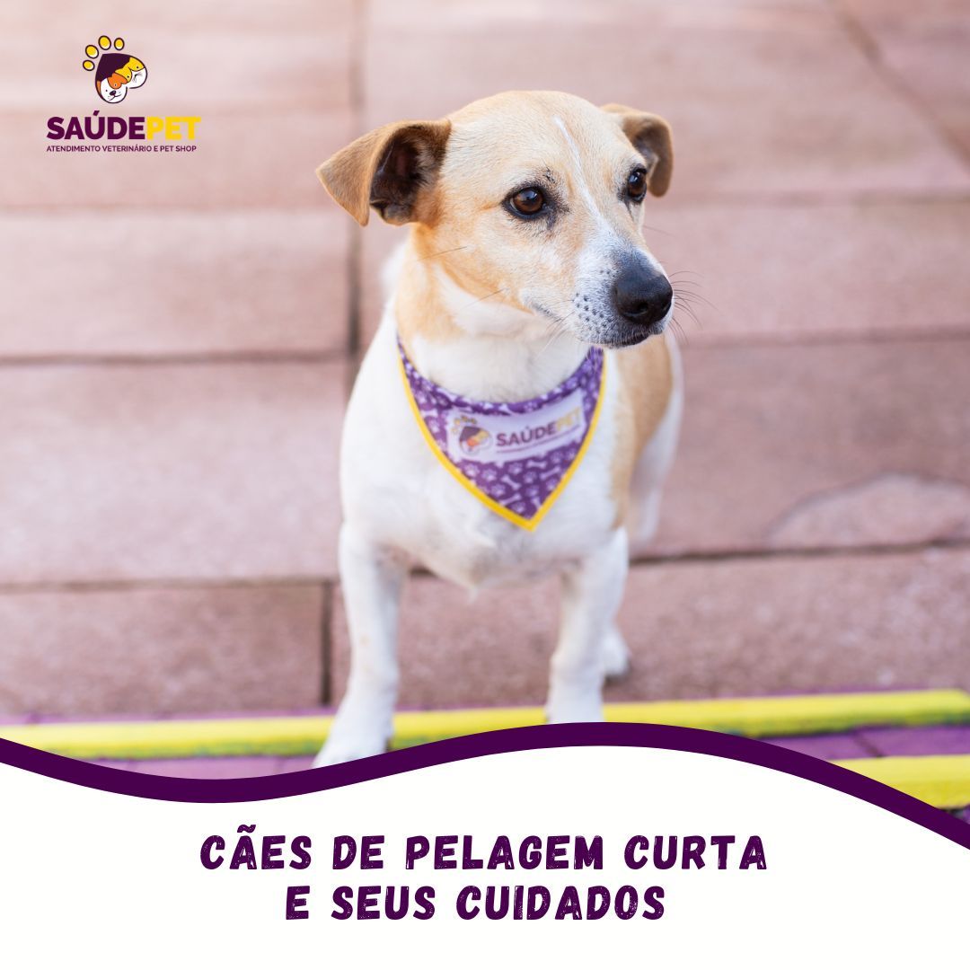 Ambiente da clínica Saúde Pet