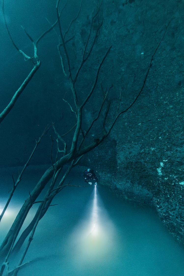 Diver swimming around fallen tree branches emerging from the cloud at Angelita cenote