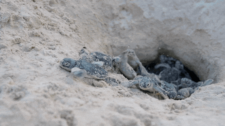 baby sea turtles hatching baby sea turtles hatching