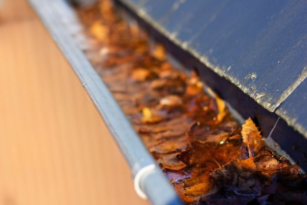 Wet leaves and debris sit beneath pooled rainwater inside a roof gutter.