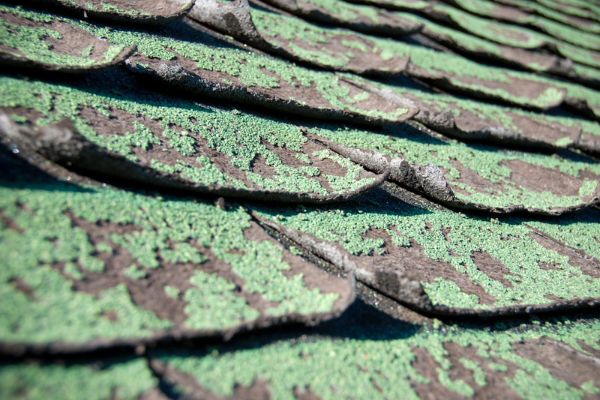 Weathered asphalt shingles with curled edges across several rows.