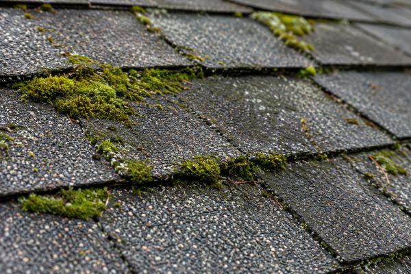 Green moss growing across weathered asphalt roof shingles.