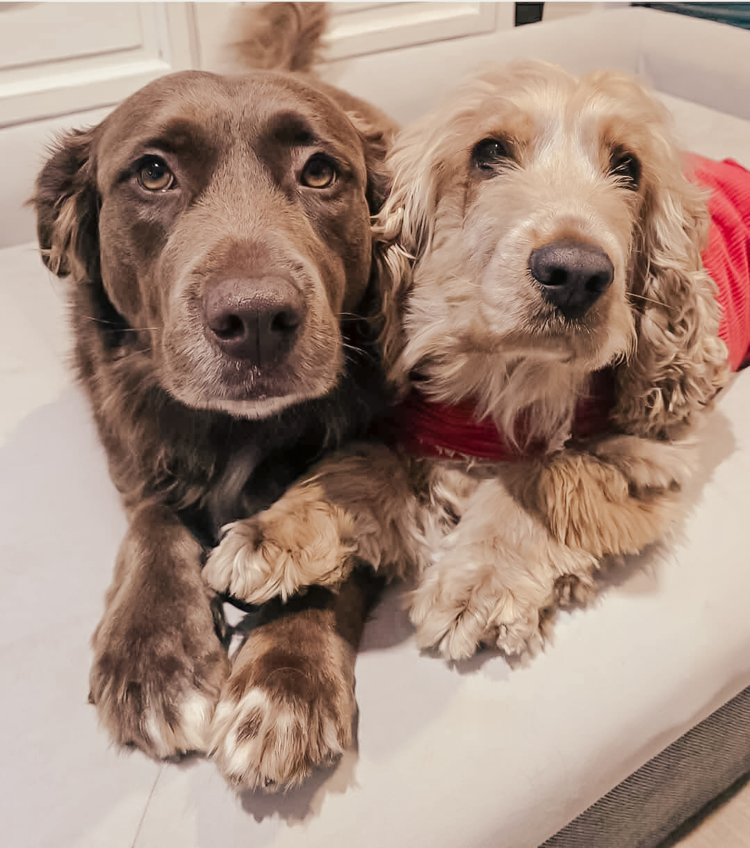 Two dogs with a pet sitter