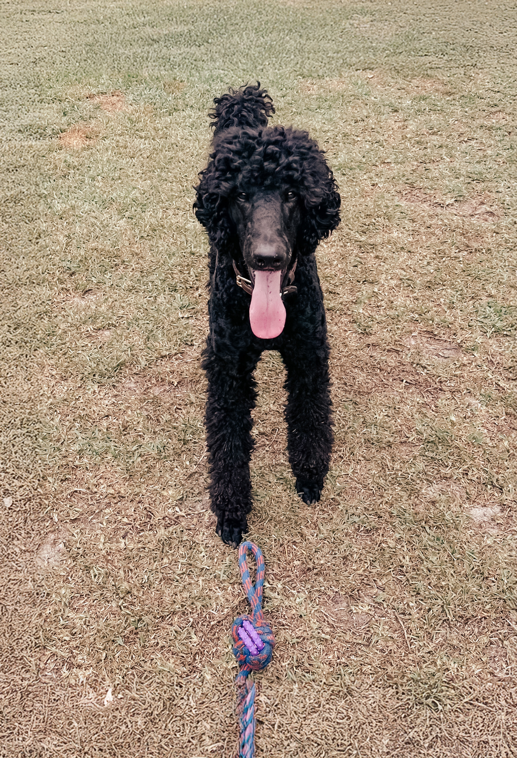 A black poodle Posh Paws Gold Coas