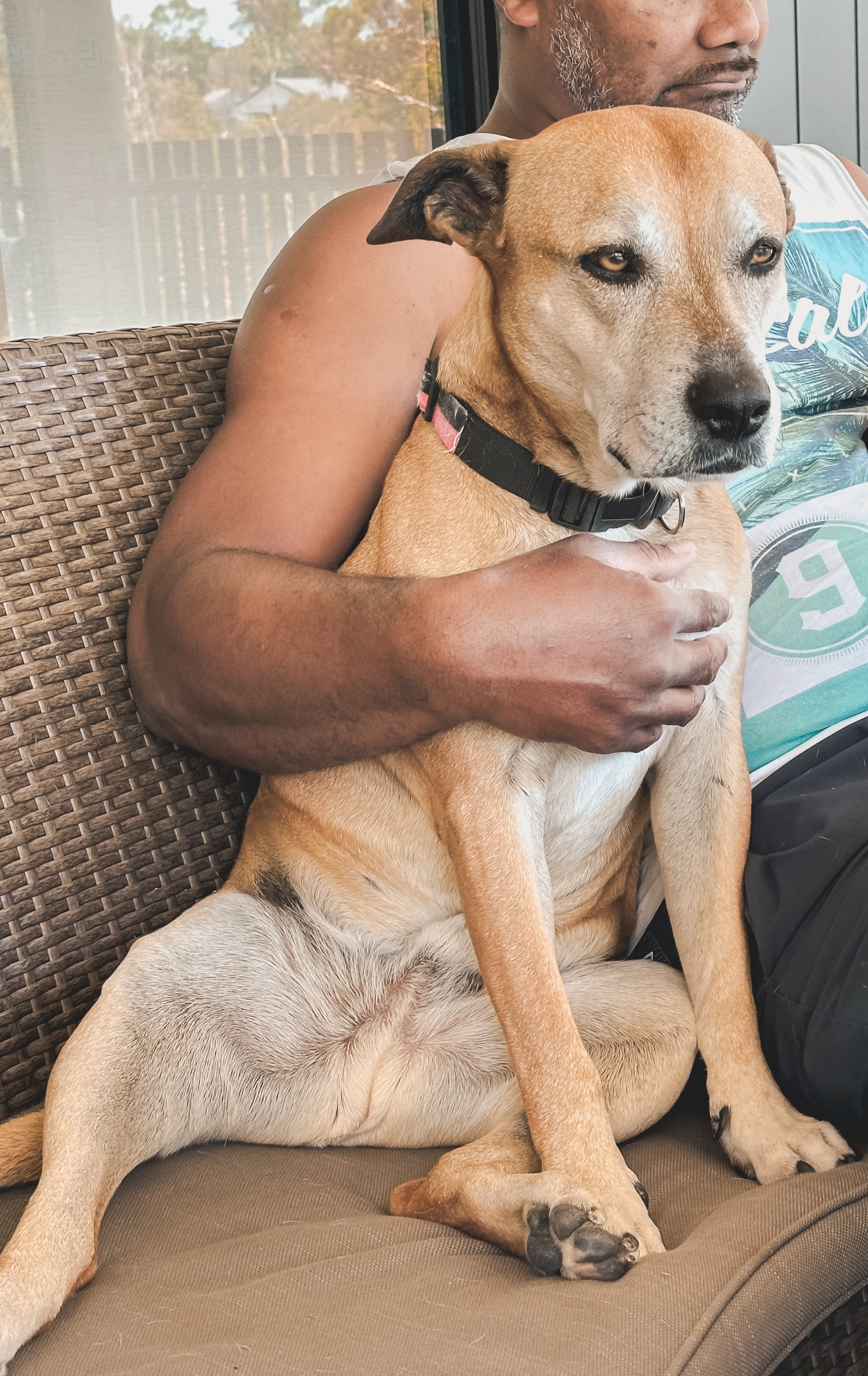 Posh Paws Pet Sitting a golden dog