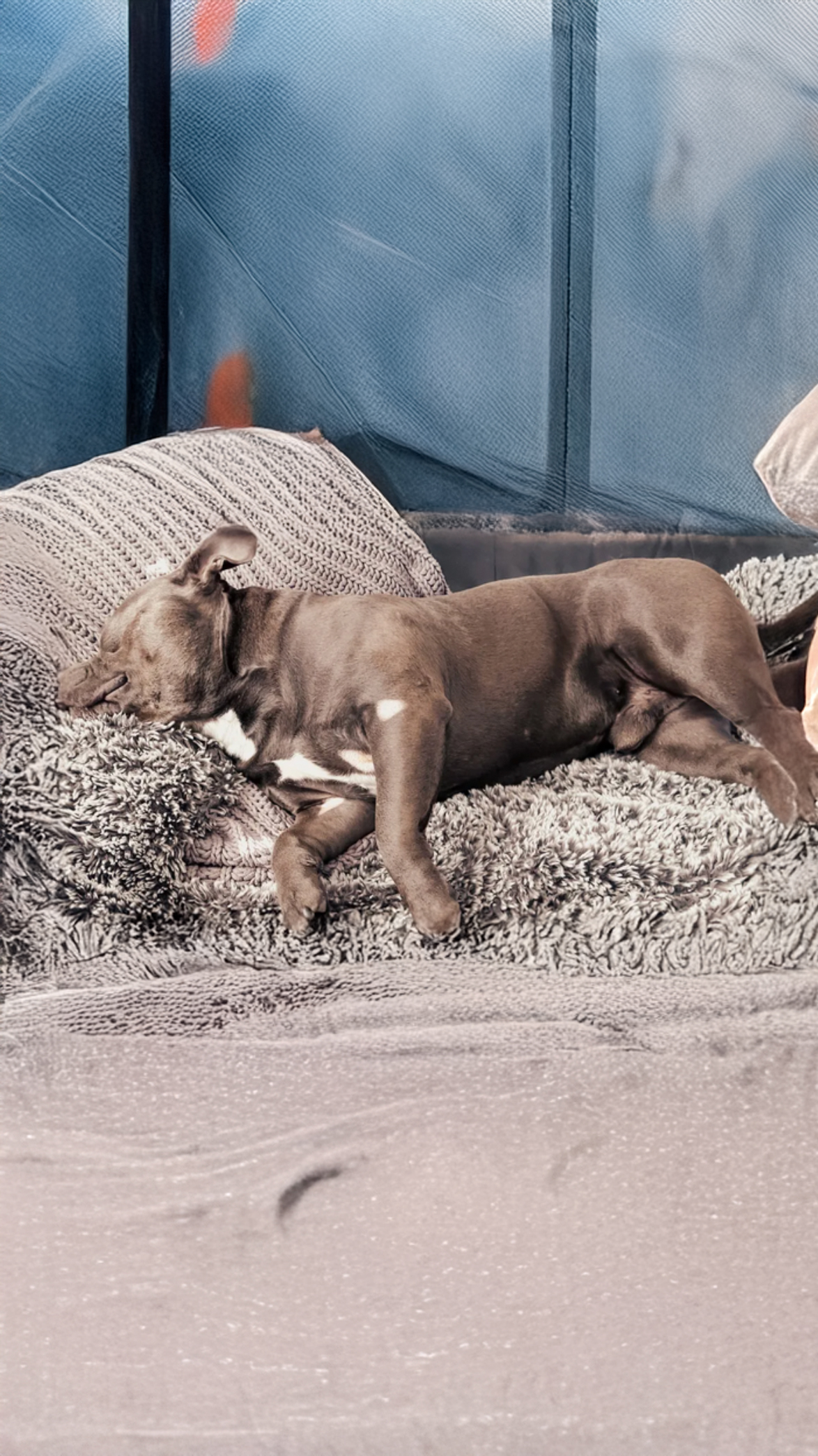 A sleeping dog pet sitting