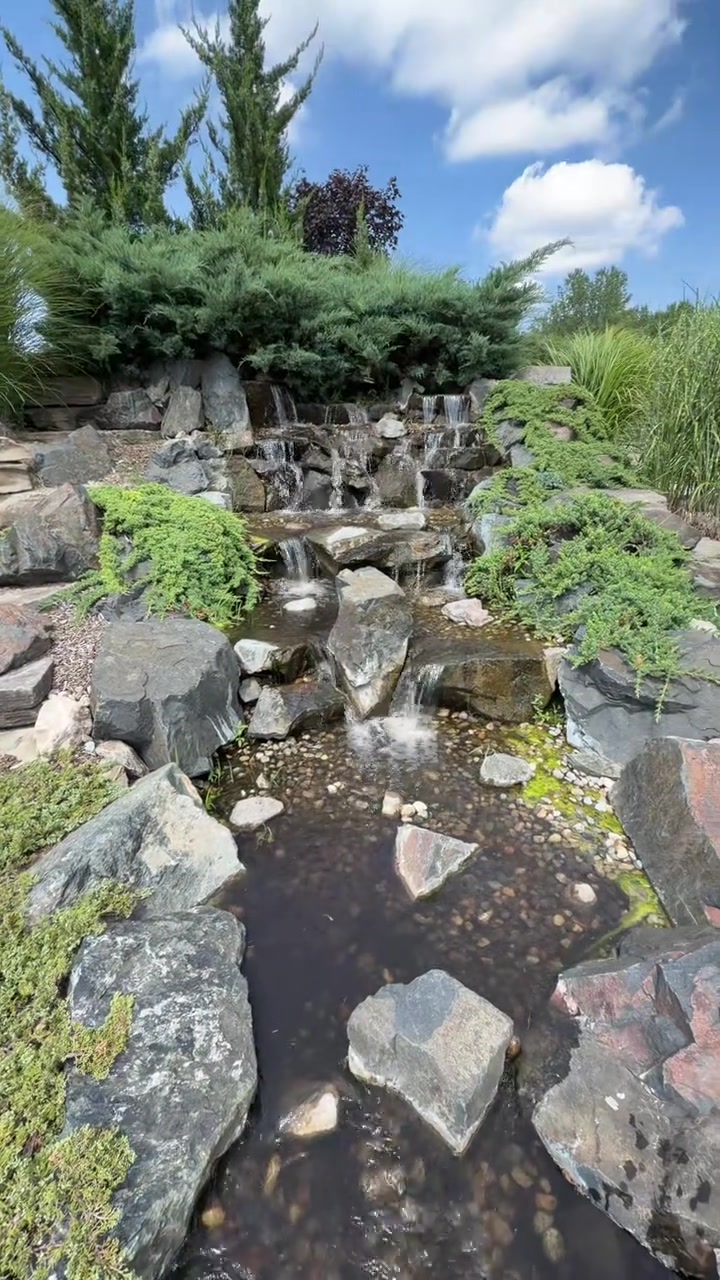 Water lily pond
