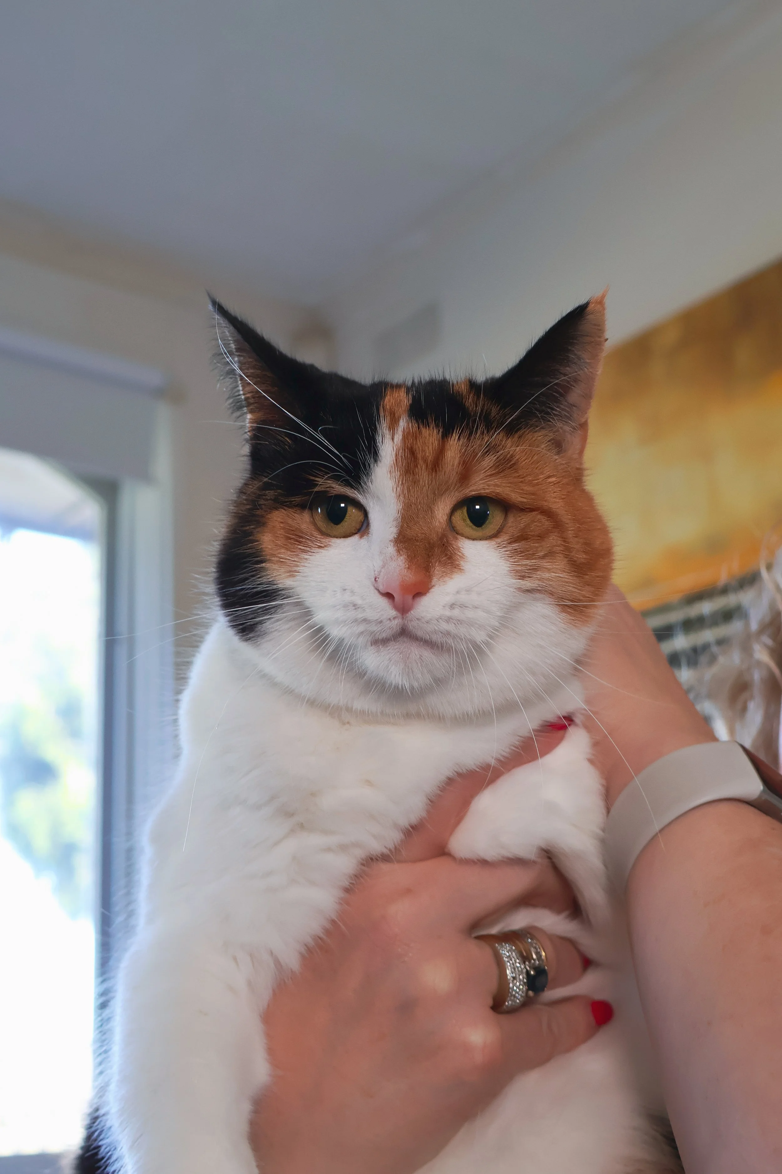 Harriet, Chief Calm Officer