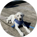 Anisha Barbora Nyatee