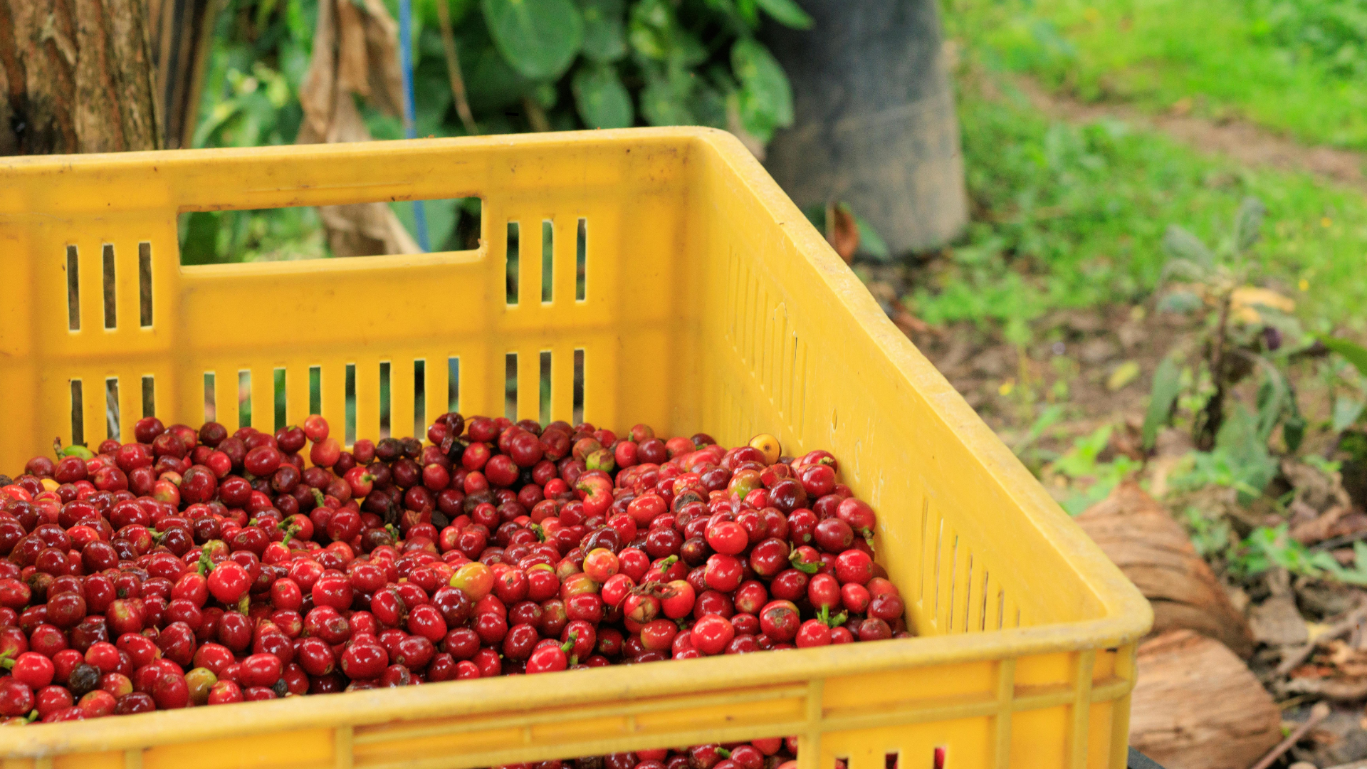 Colombian coffee origin landscape