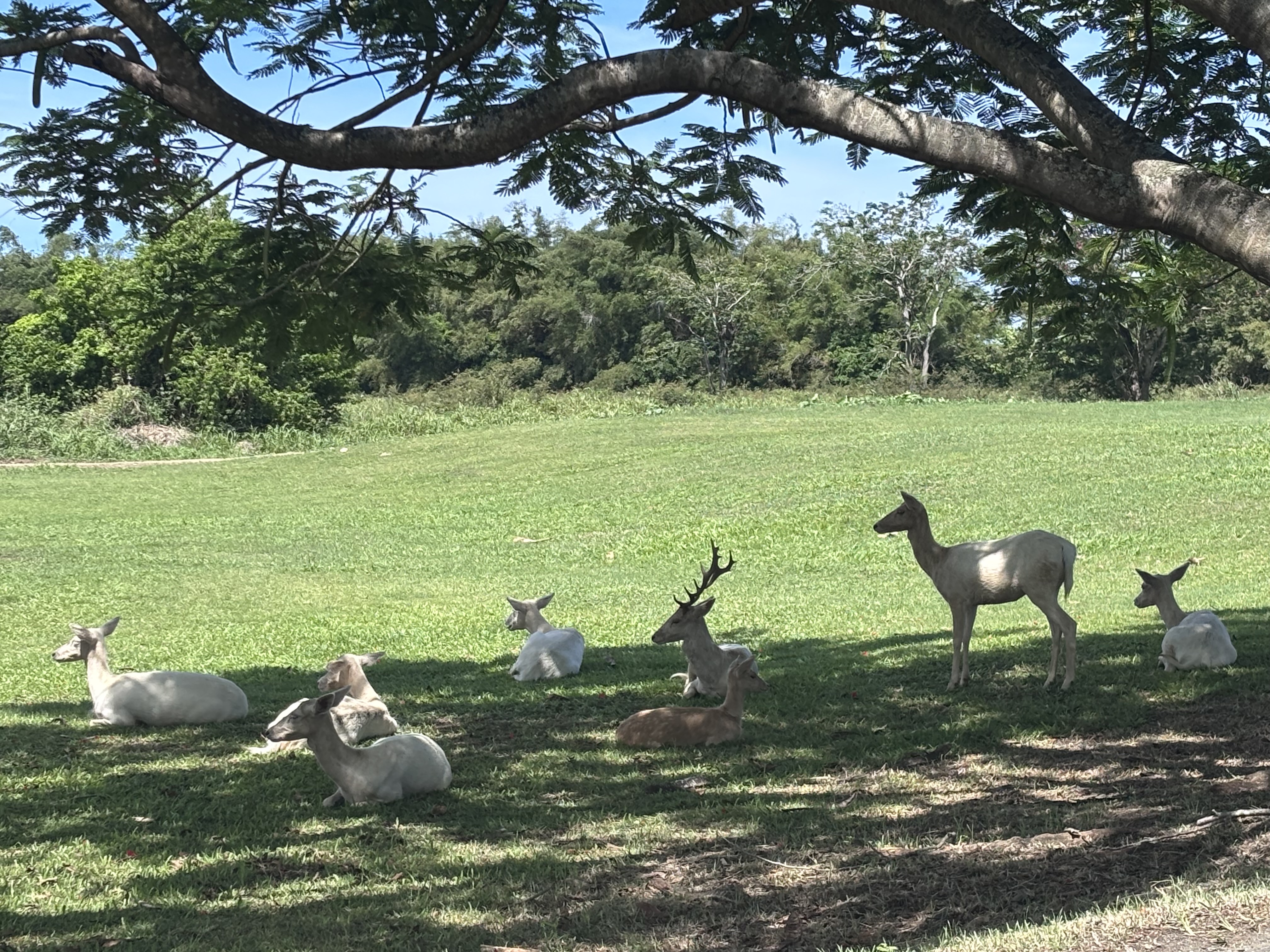 Deer grazing under a tree at the hacienda