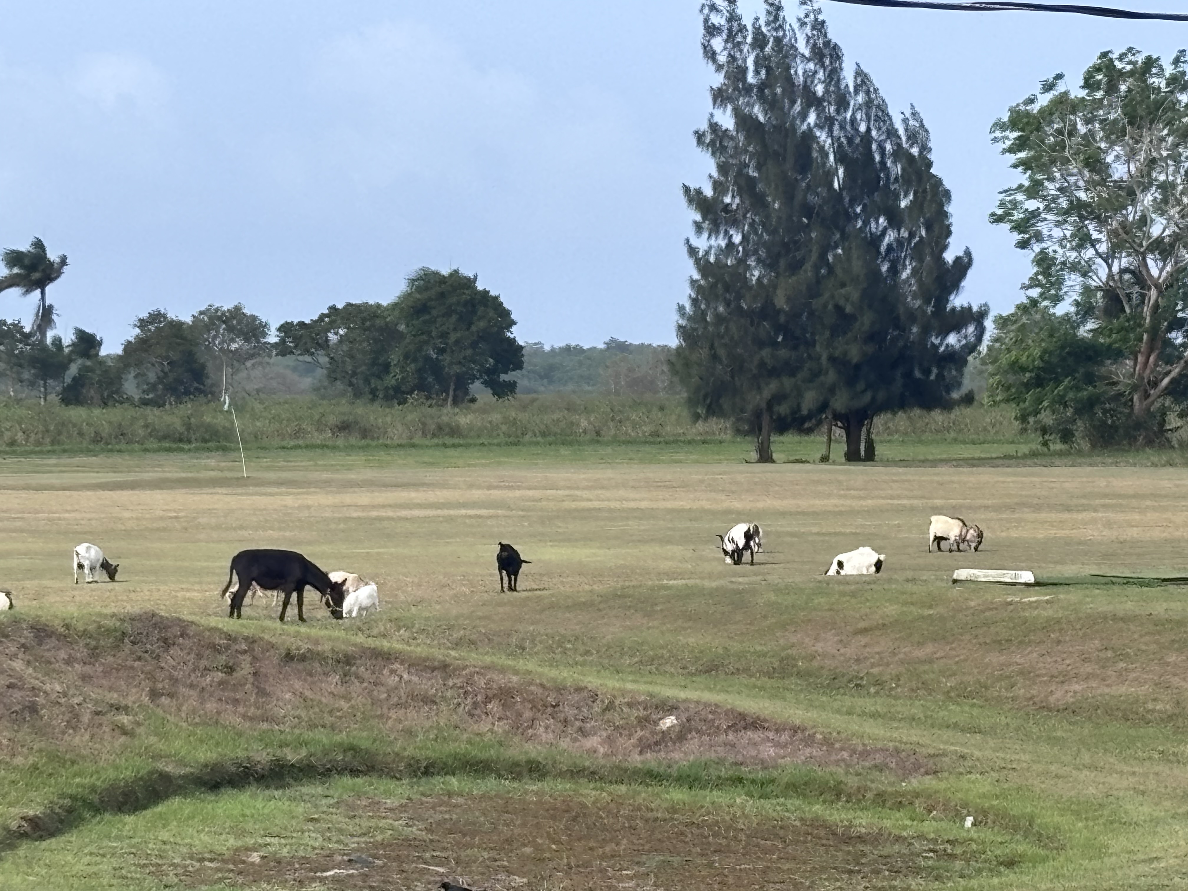 Sheep grazing on the hacienda grounds