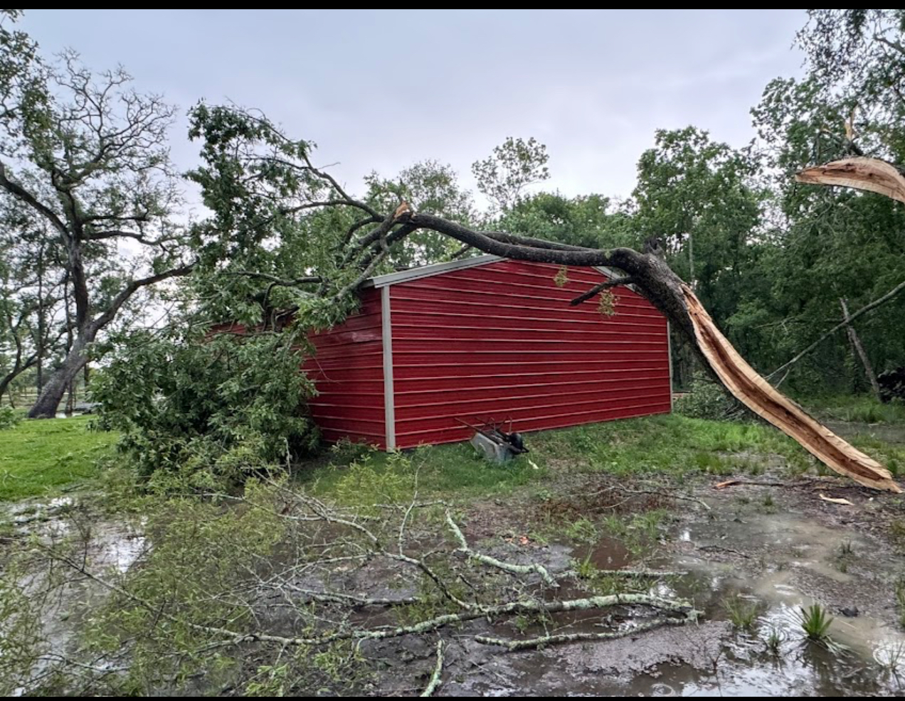 DavidnDaniele Pugnet