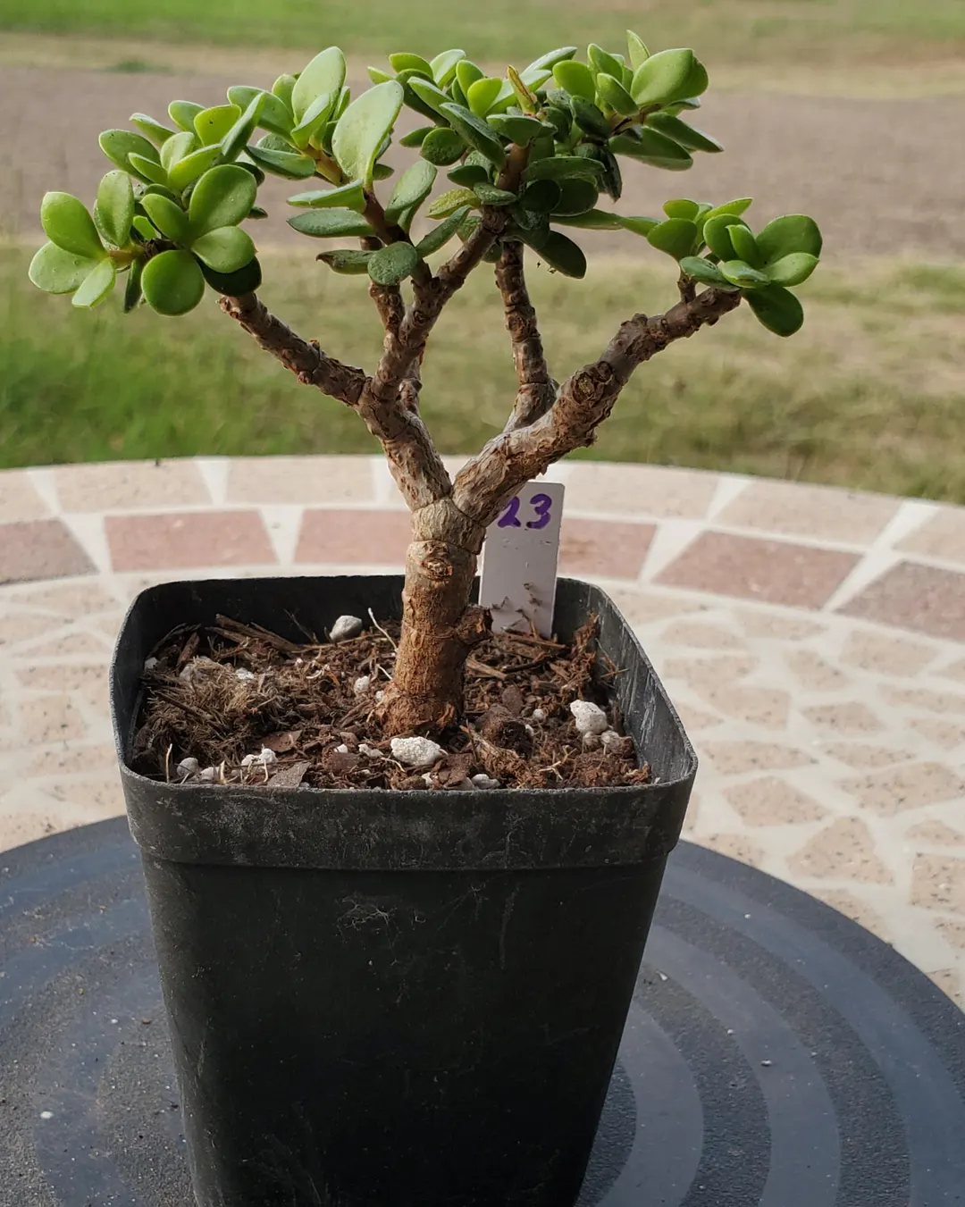 Young Portulacaria afra (dwarf jade) starter plant in a nursery pot