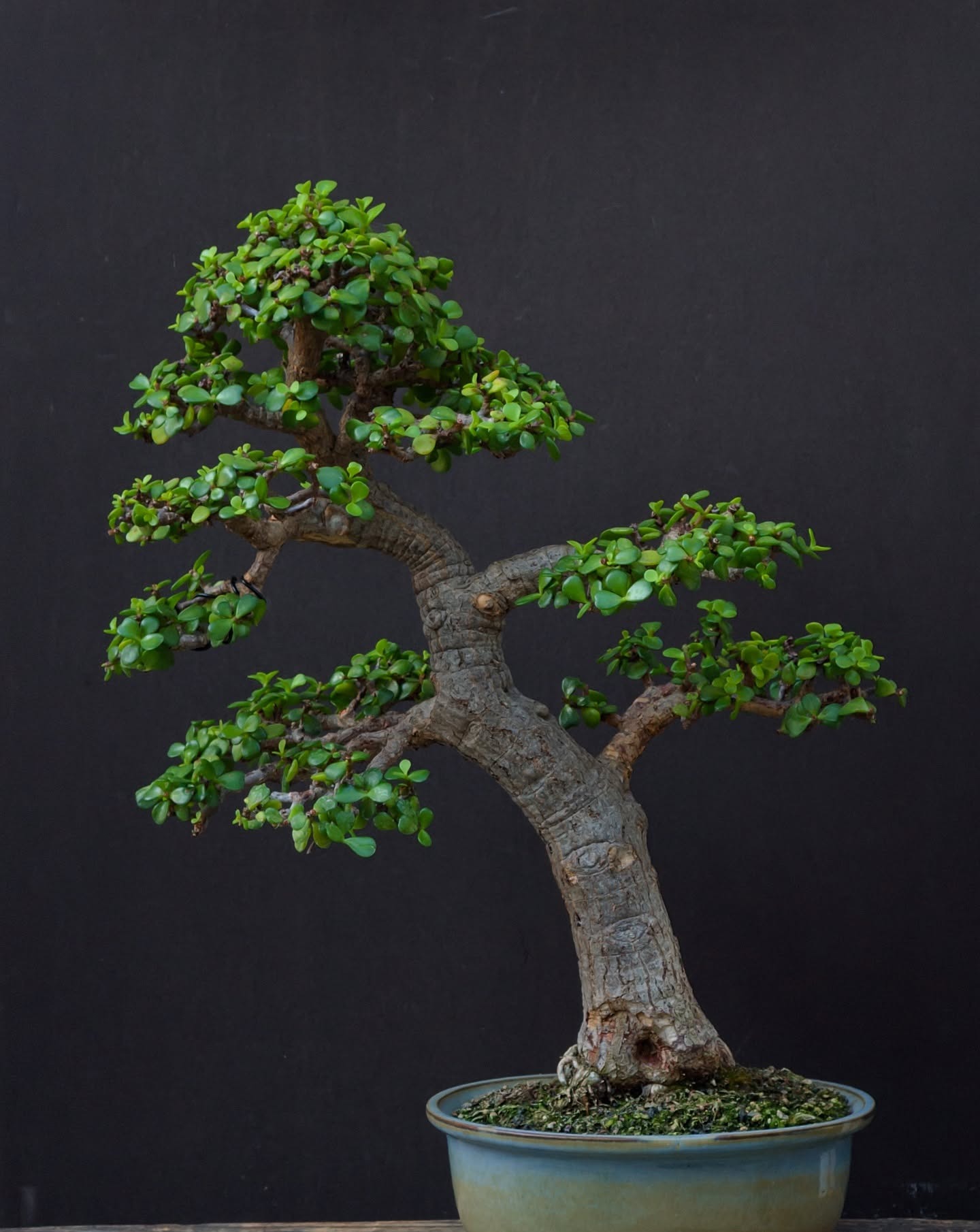A fully grown Portulacaria afra (dwarf jade) bonsai