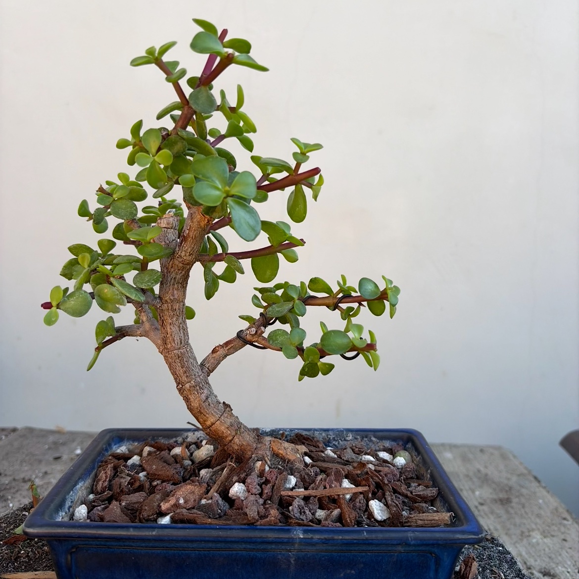 A styled dwarf jade (Portulacaria afra) bonsai in a blue pot — the kind of tree you shape and take home