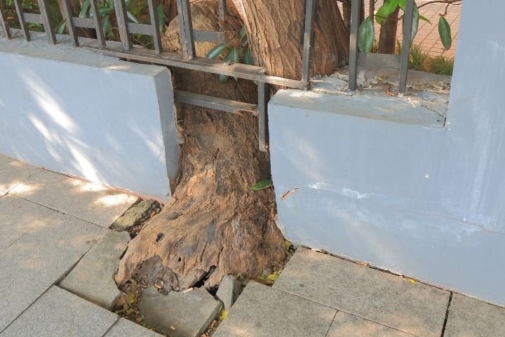 tree roots sewer line damage
