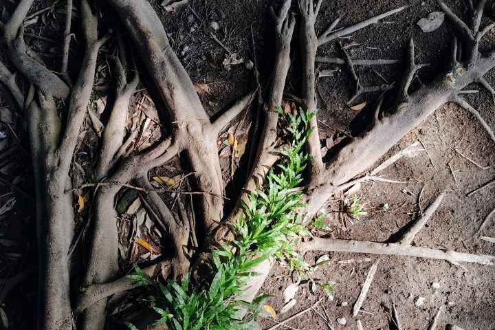 tree roots sewer line damage