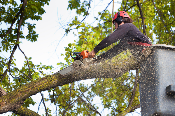 ISA Certified Arborist trimming tree Oak Tree Boulevard townhome community
