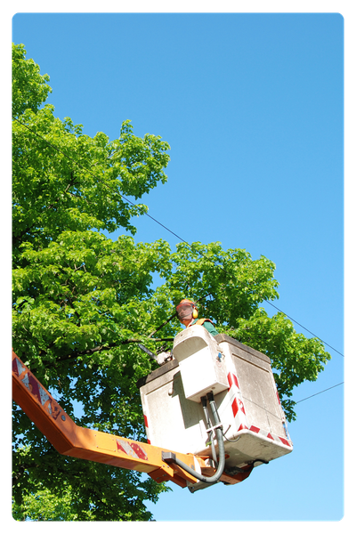 tree trimming Cambria VA
