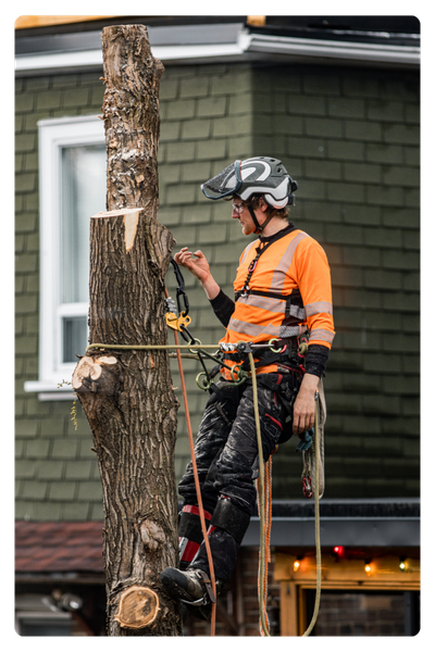 Storm damage tree cleanup in Diamond Pointe VA