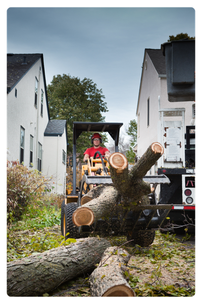 Crane tree removal Oak Tree townhomes near aquatic center Christiansburg