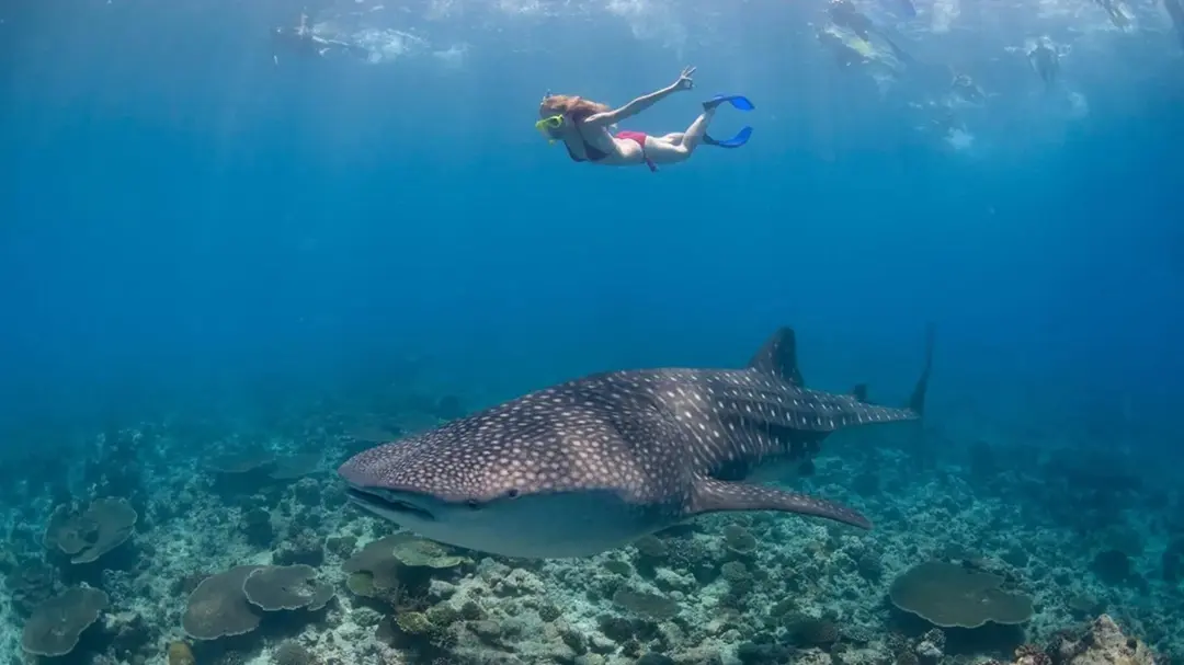Ari Atoll — Swim with Whale Sharks
