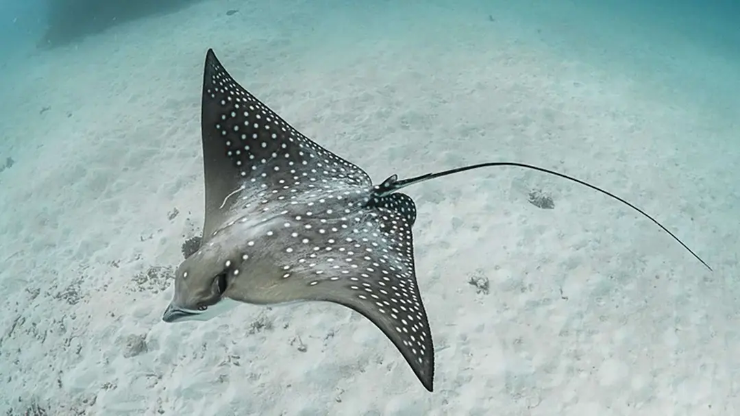 Baa Atoll — Snorkel with Manta Rays