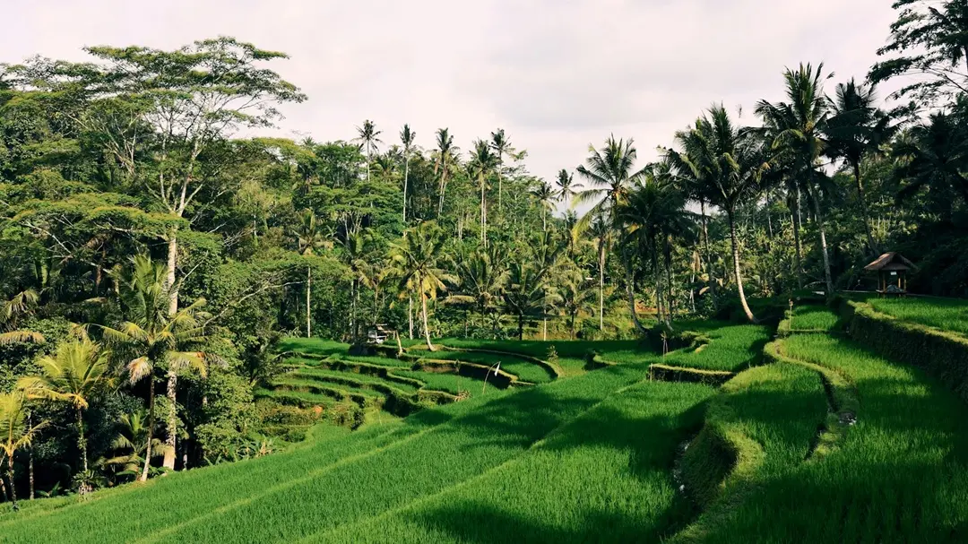 Ubud — Explore the Rice Terraces