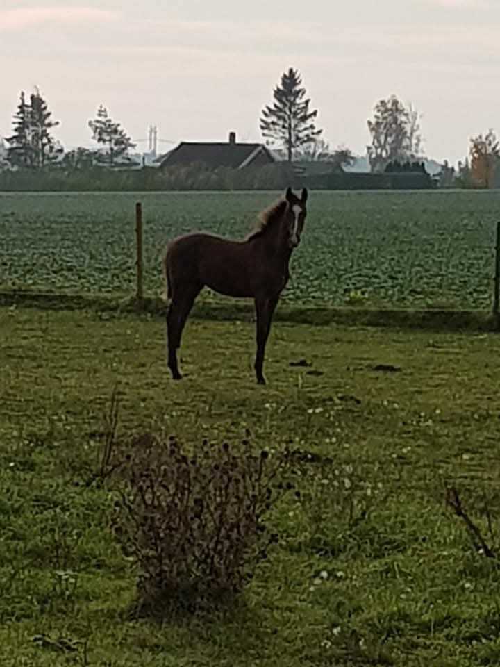 Foal in a field Foal in a field