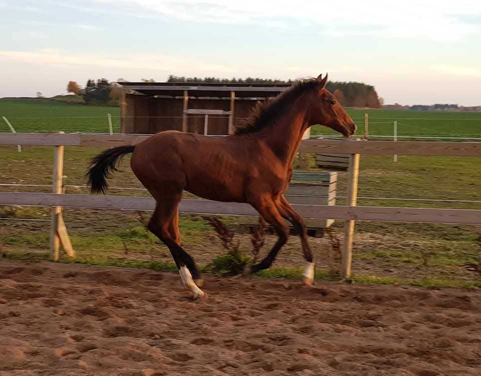 Disa as a foal, playing in the paddock Disa as a foal, playing in the paddock