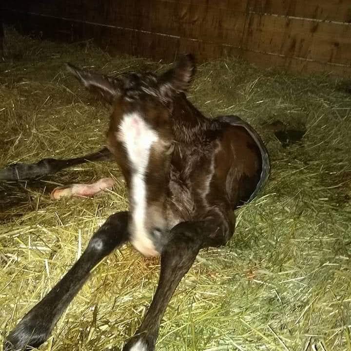 Newborn foal Newborn foal