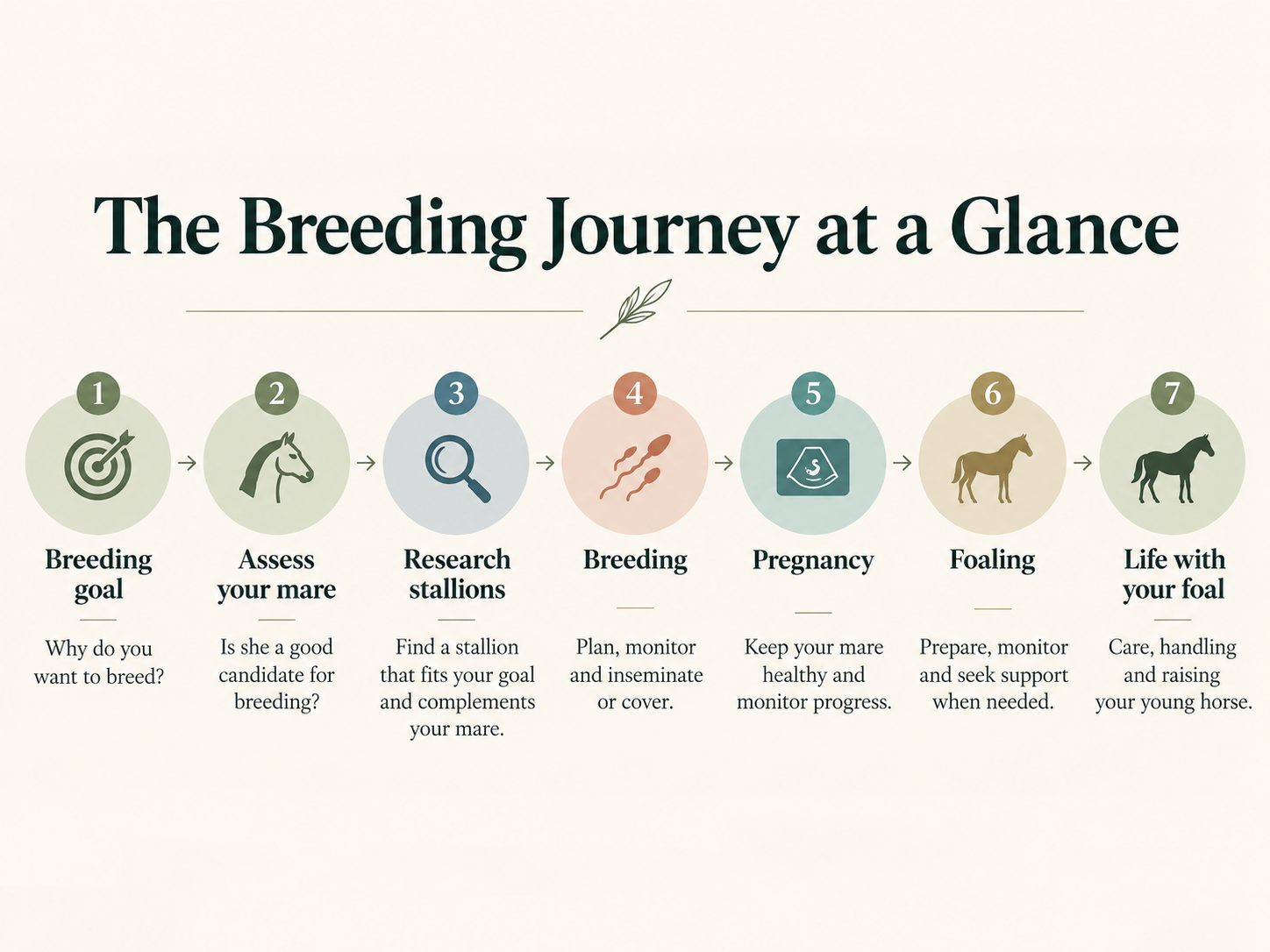 The breeding journey infographic