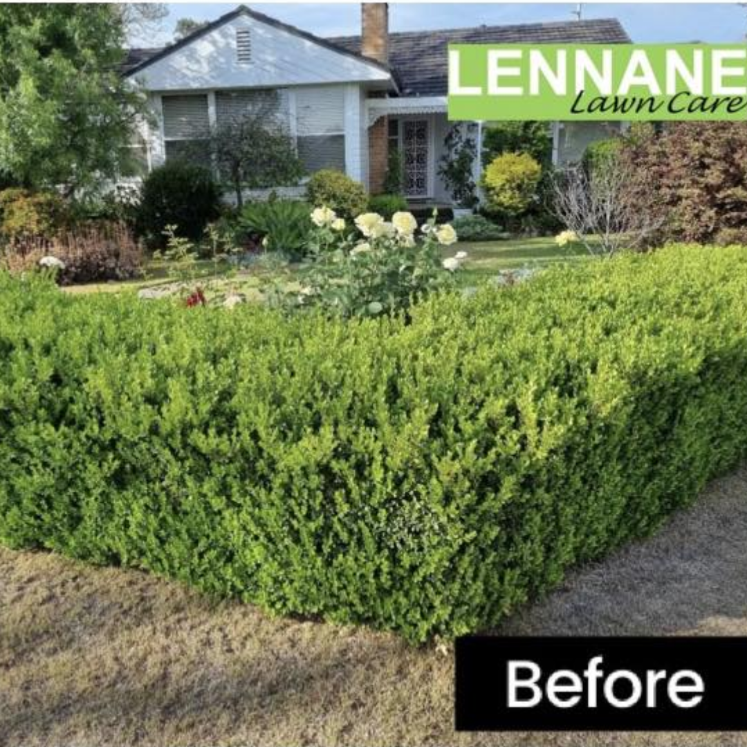 Hedge Trimming – Lake Macquarie before hedge trimming showing clean, shaped results