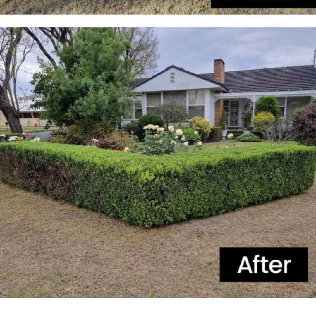 Hedge Trimming – Lake Macquarie after hedge trimming showing clean, shaped results