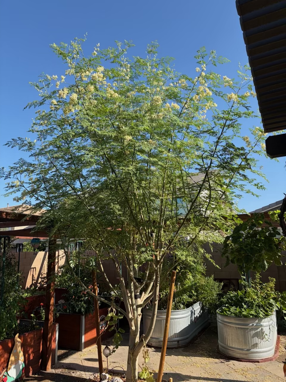 moringa tree arizona