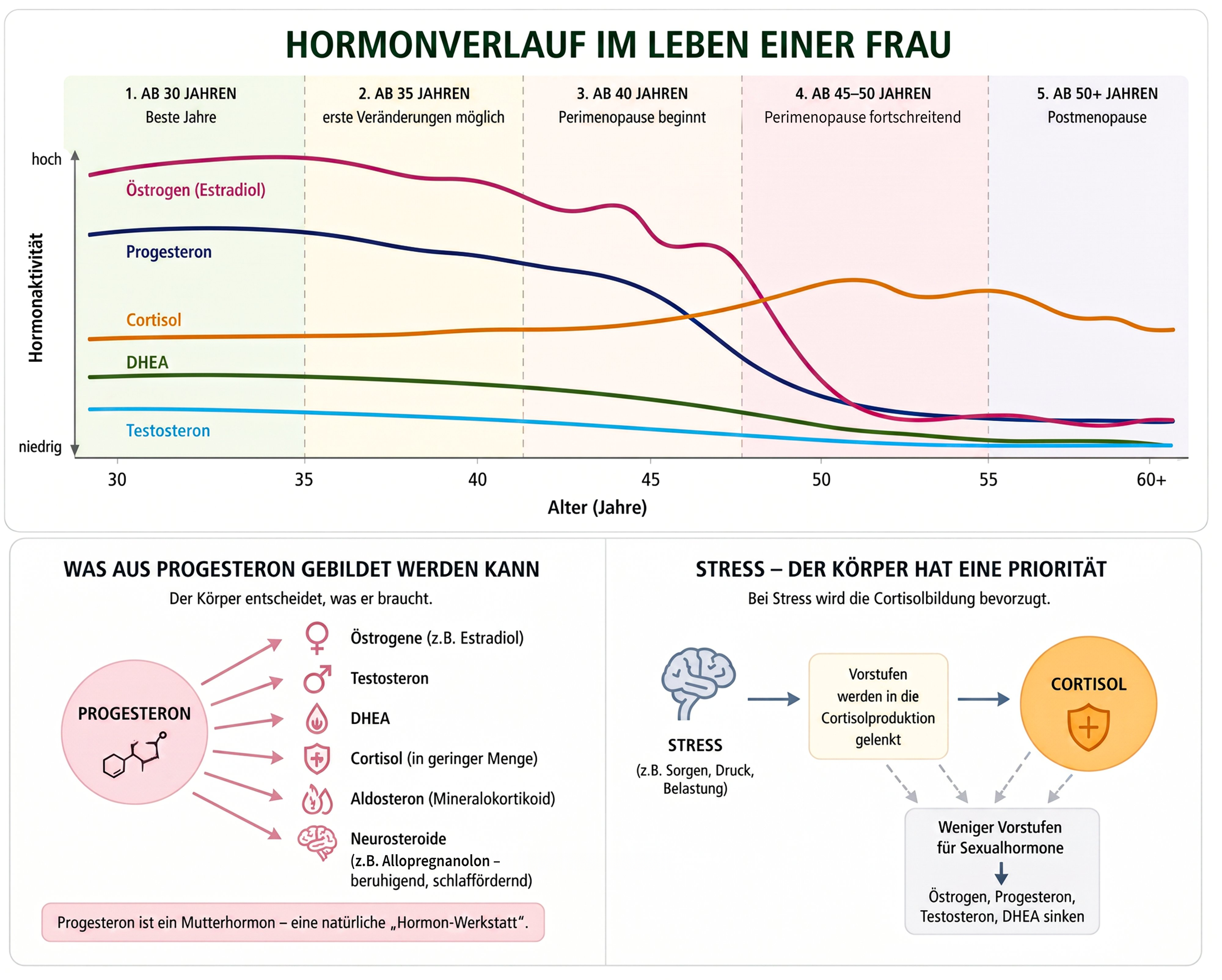 Hormonverlauf im Leben einer Frau