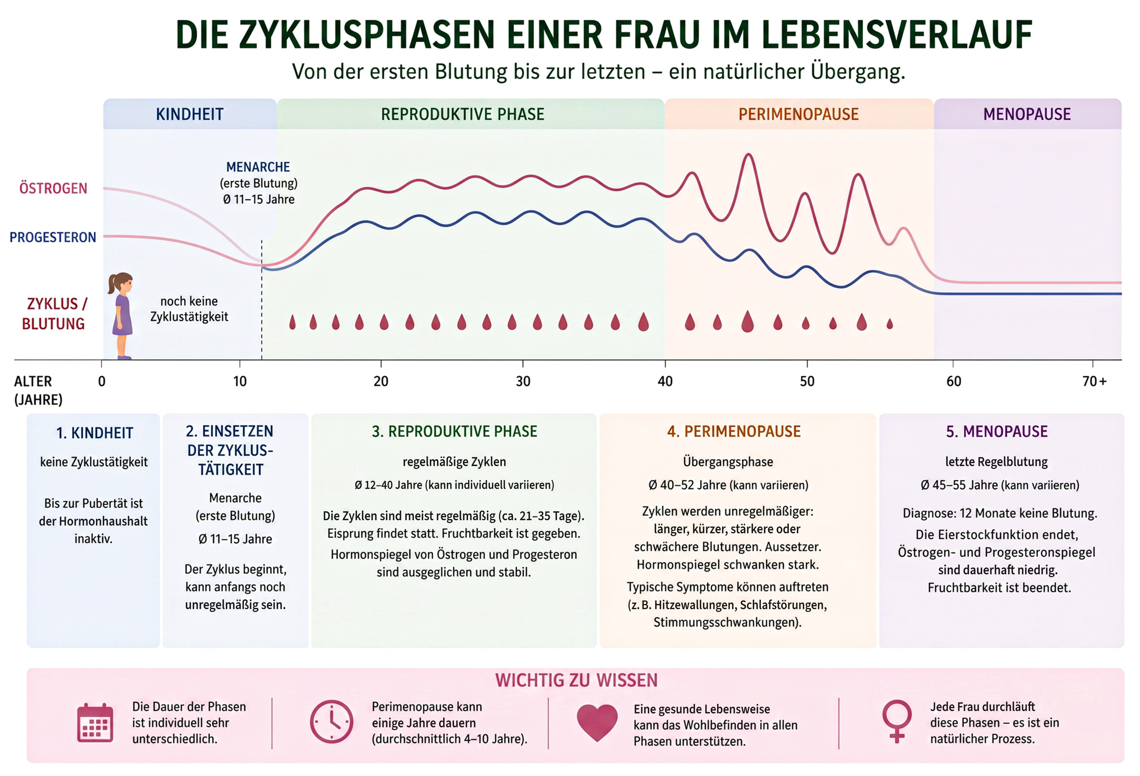 Die Zyklusphasen einer Frau im Lebensverlauf