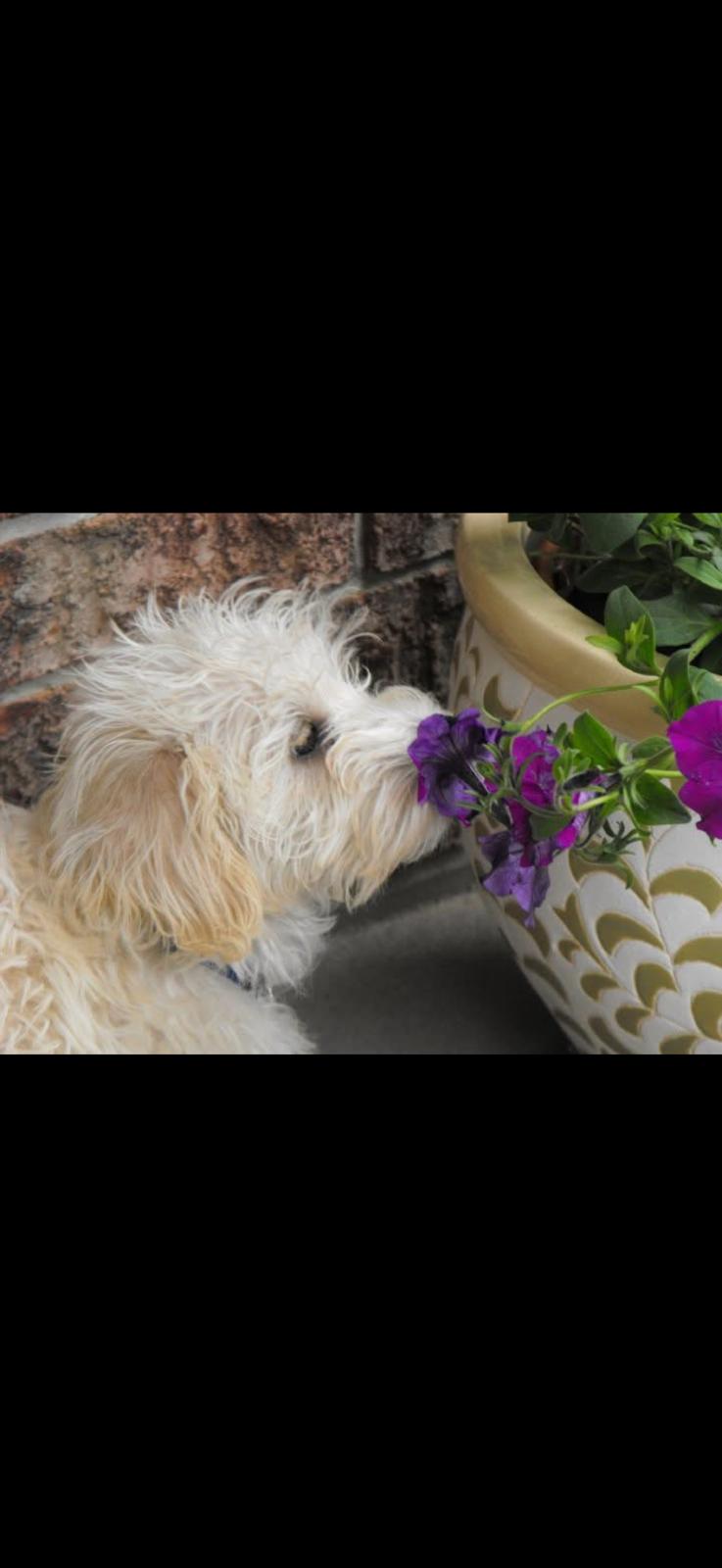 Happy dog sniffing bright purple flowers in an outdoor garden