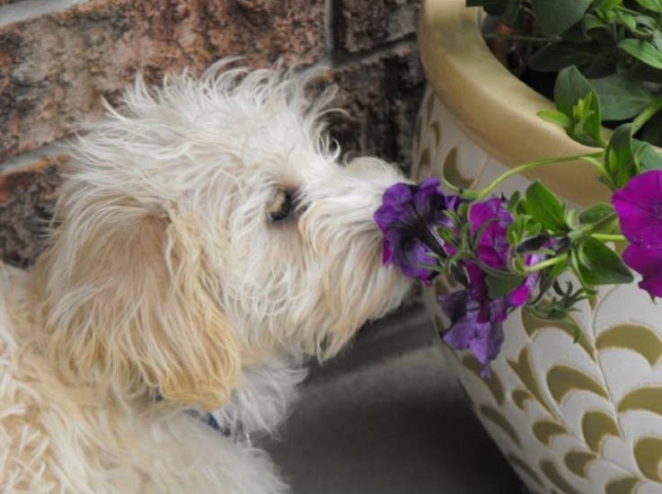 Happy dog sniffing bright purple flowers in an outdoor garden