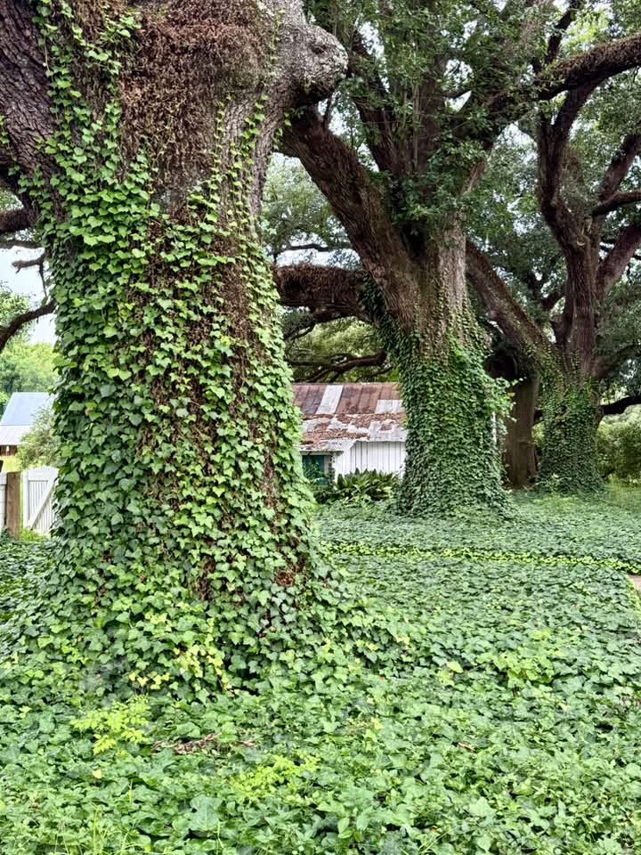 Vines reclaiming old trees and a structure