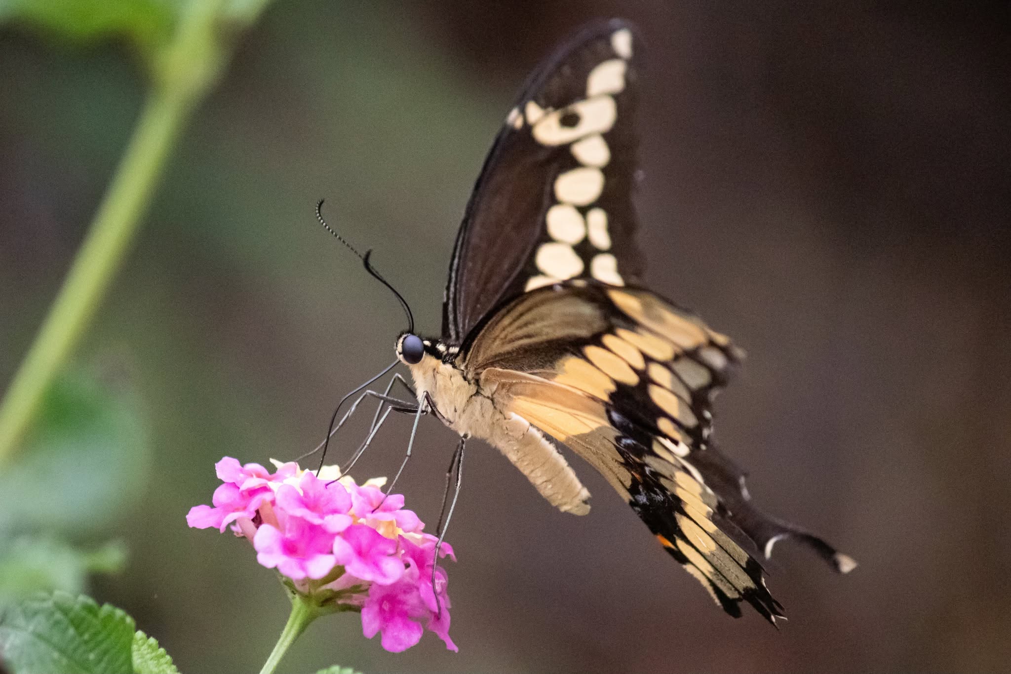 A butterfly resting on pink flowers