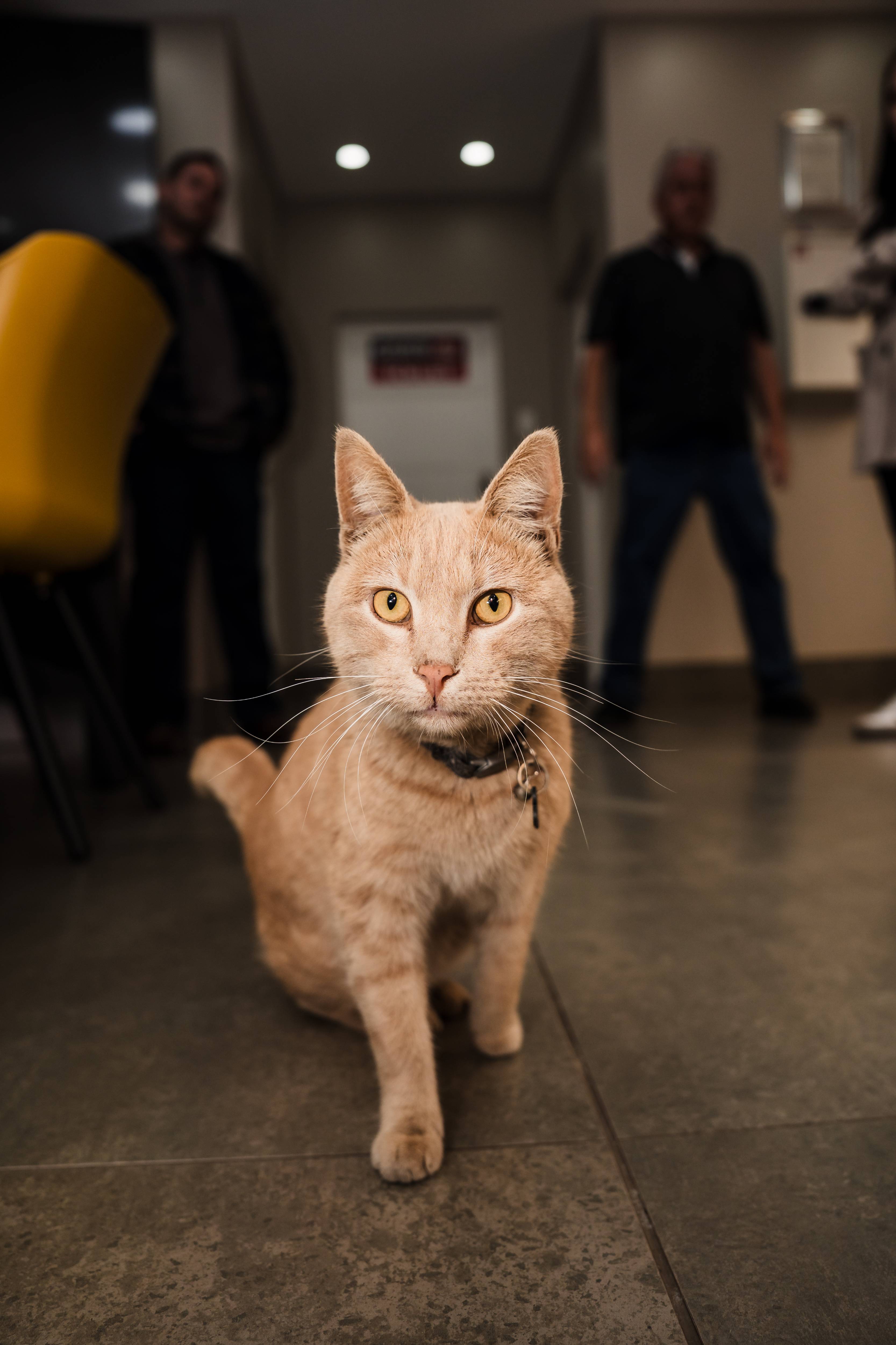 Mr Cat
